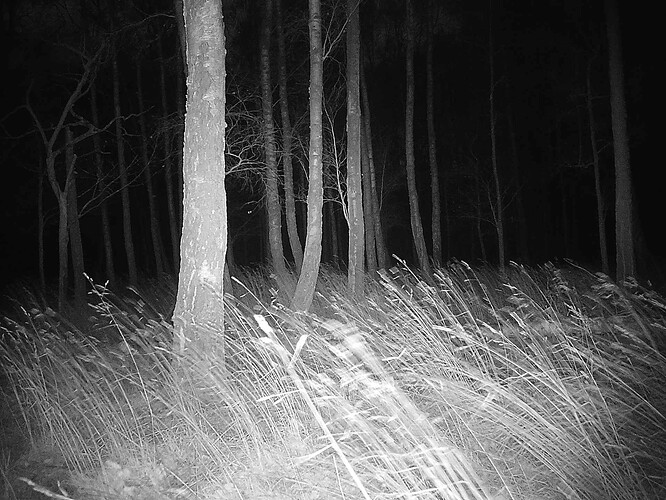 trailcam_image