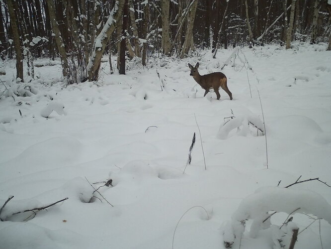 trailcam_image