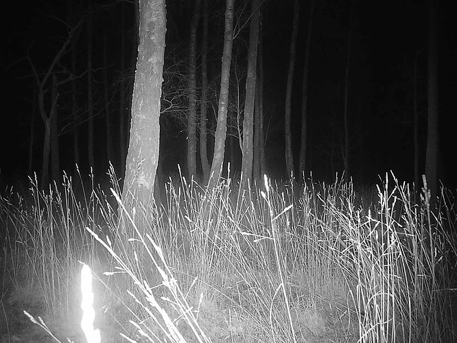 trailcam_image