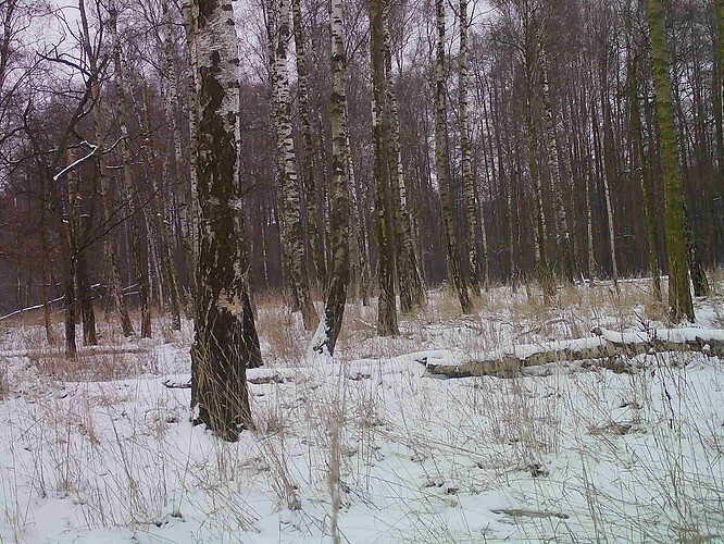 trailcam_image