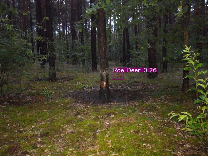 trailcam_image