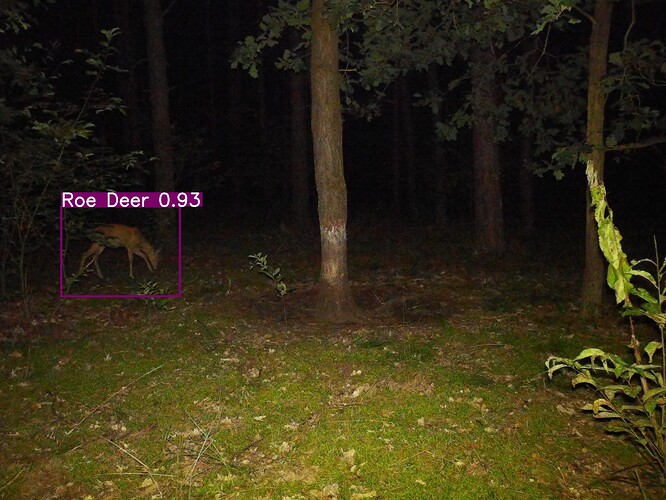 trailcam_image
