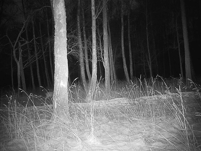 trailcam_image