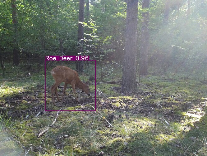 trailcam_image