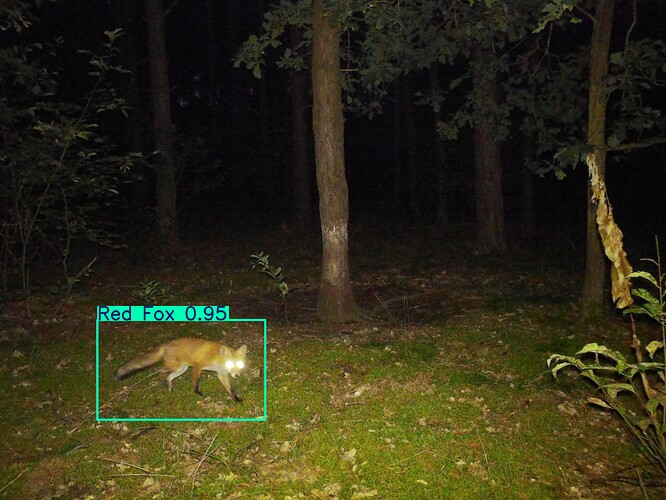 trailcam_image
