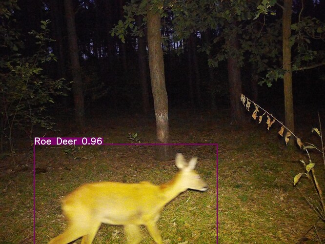trailcam_image