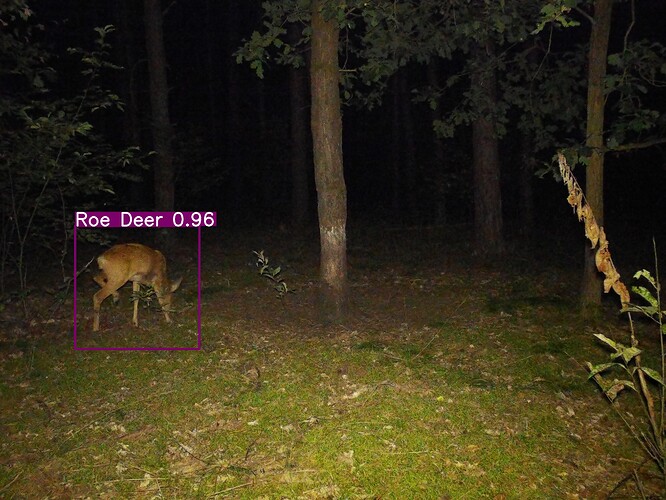 trailcam_image