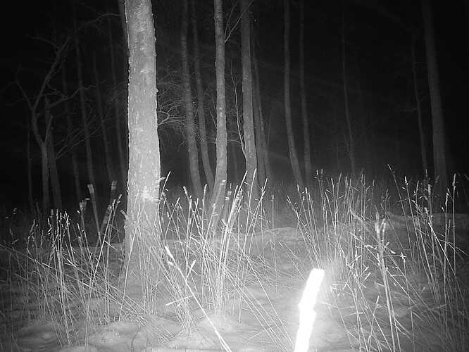 trailcam_image