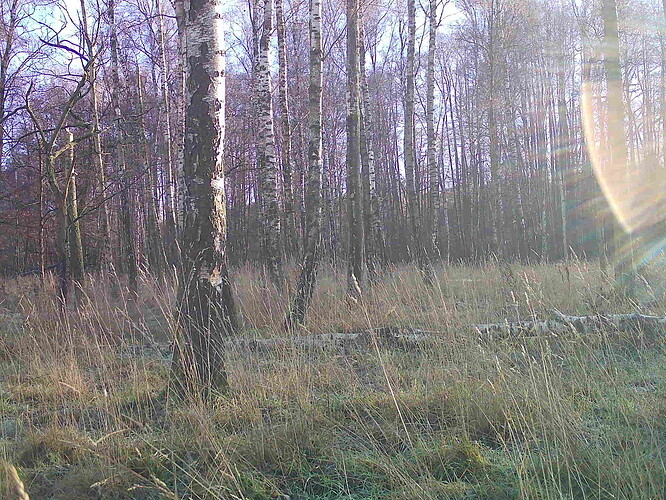 trailcam_image