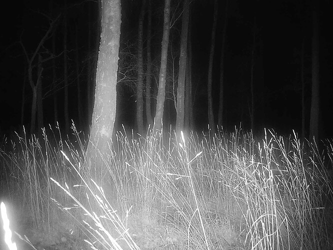 trailcam_image