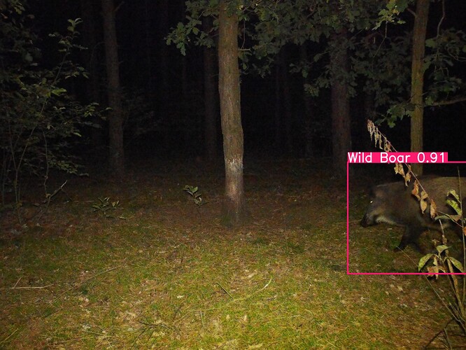 trailcam_image