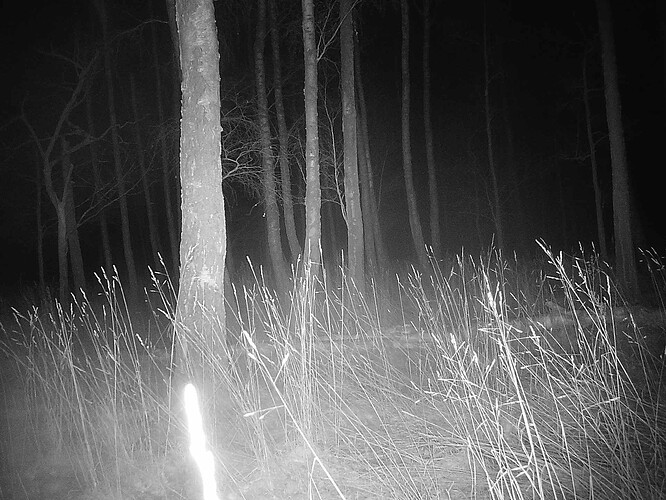 trailcam_image
