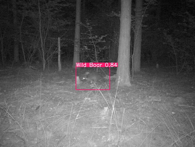 trailcam_image