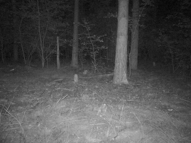 trailcam_image