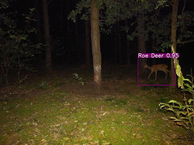 trailcam_image
