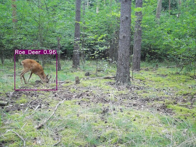 trailcam_image