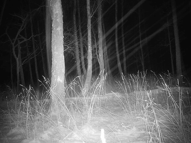 trailcam_image