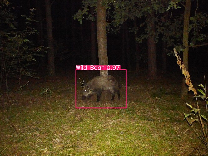 trailcam_image