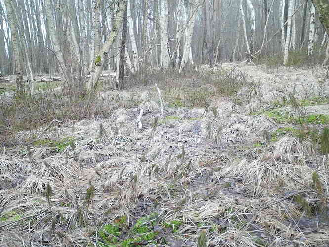 trailcam_image