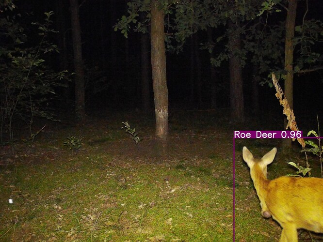 trailcam_image