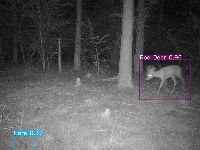 trailcam_image