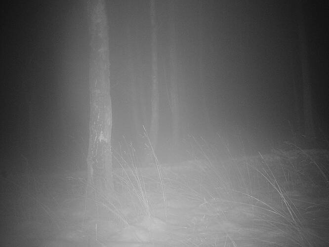 trailcam_image