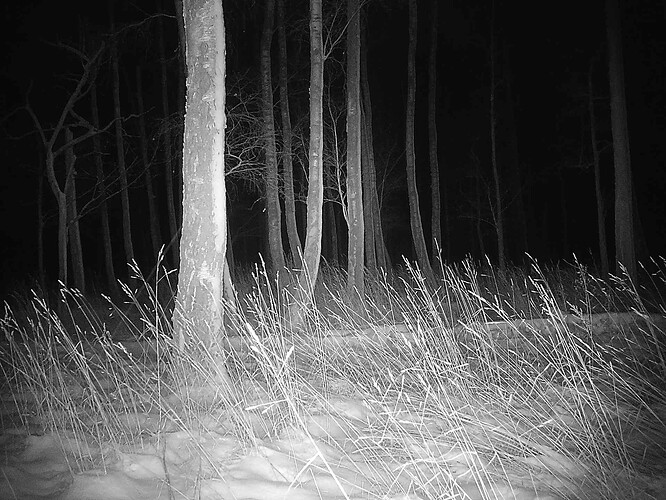 trailcam_image