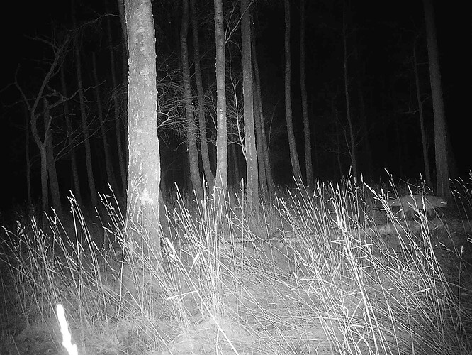 trailcam_image