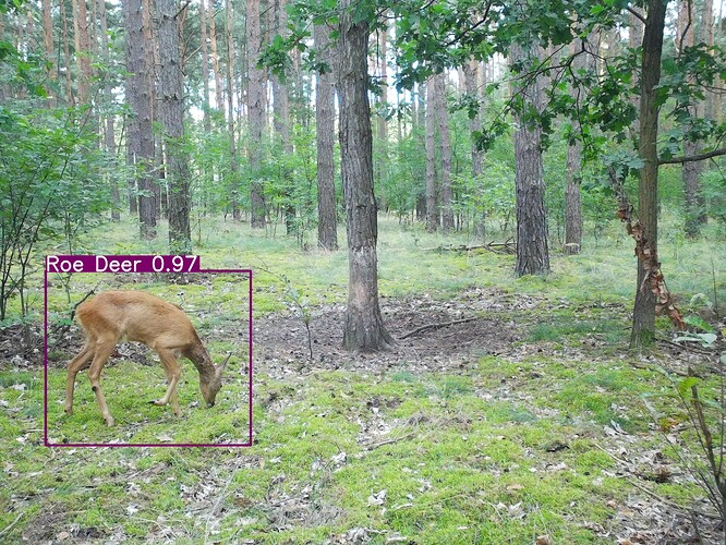 trailcam_image