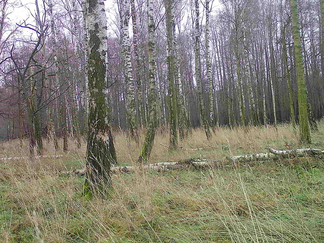 trailcam_image