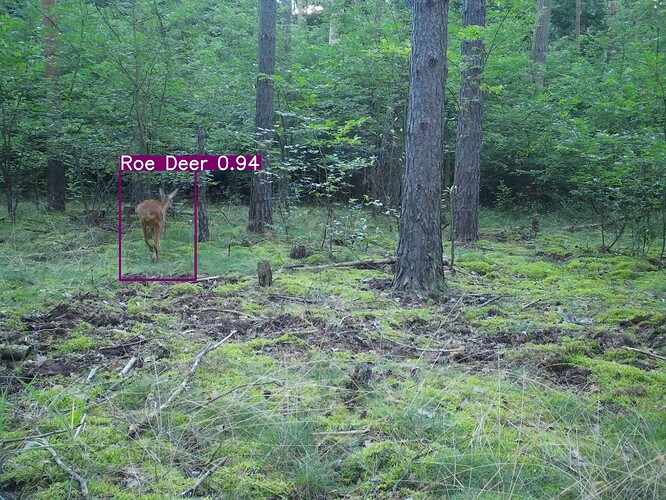 trailcam_image