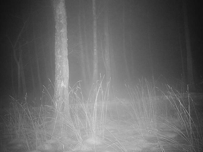 trailcam_image