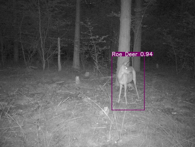 trailcam_image