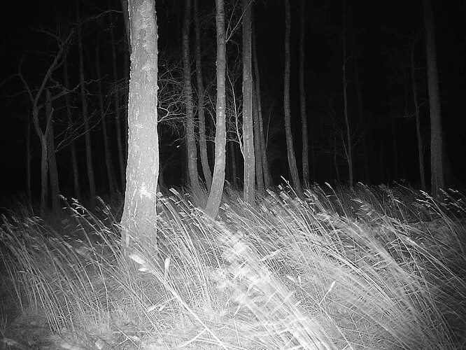 trailcam_image