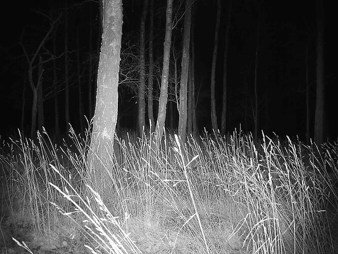 trailcam_image