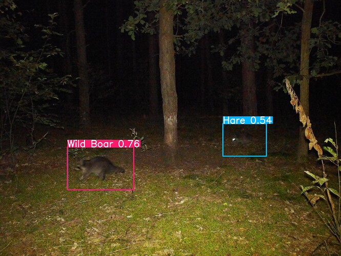 trailcam_image