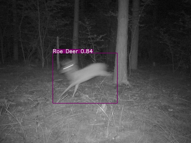 trailcam_image