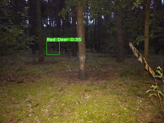 trailcam_image