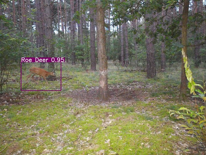 trailcam_image