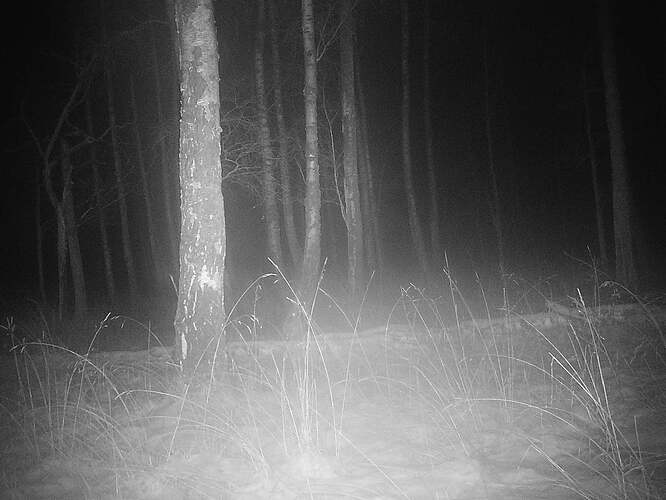 trailcam_image
