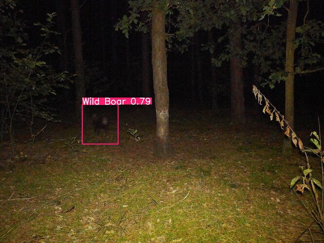 trailcam_image