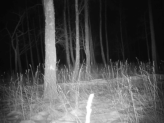 trailcam_image