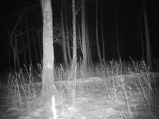 trailcam_image