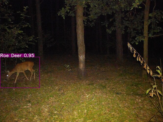 trailcam_image