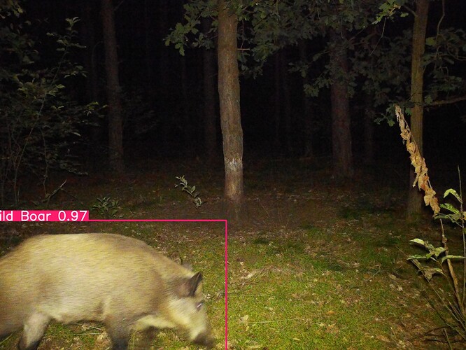 trailcam_image