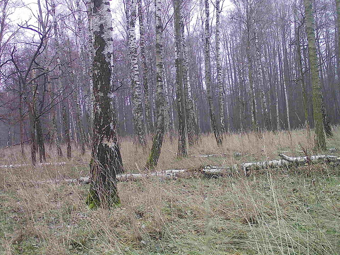 trailcam_image