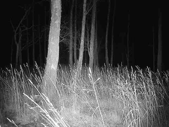 trailcam_image
