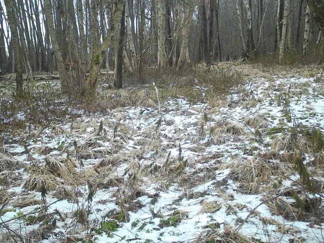 trailcam_image