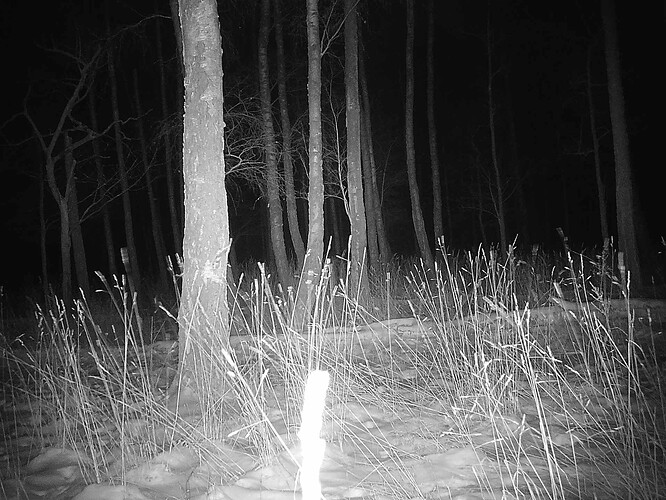 trailcam_image