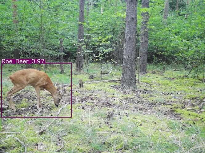 trailcam_image